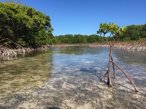 Mangrove forests rebound worldwide, maybe just in time for Louisiana’s coast