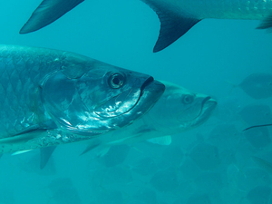 Gov. Landry tosses proposal to increase tarpon regulation 