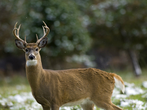Bills to create a separate Upper Peninsula hunting, fishing authority meets opposition in House