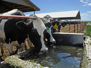 Michigan court strikes down parts of contested livestock waste permit