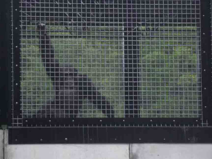 Michigan Supreme Court declines to hear habeas corpus case for chimpanzees in Upper Peninsula zoo