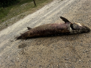 Northern Michigan lawmaker calls for stricter penalties on Lake Sturgeon poaching