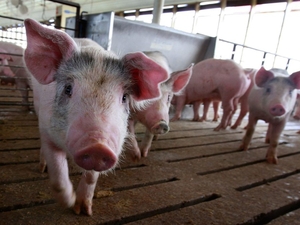Farm Bill should protect Minnesota farmers, not change the rules to advantage Big Ag