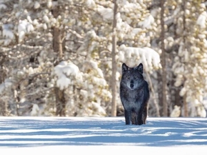 Removing federal protections for wolves would be catastrophic
