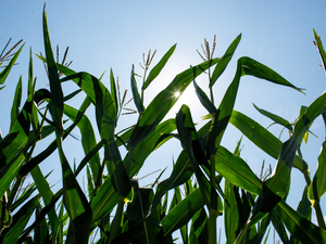 Minnesota company is tackling nitrogen pollution with ag science in volatile fertilizer market