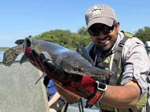 Trash fish? More like some of the oldest — and important — species in Minnesota