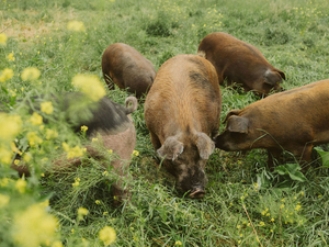 Minnesota leaders have a big role to play in the future of family farming in the Farm Bill