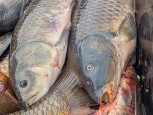 How much PFAS is in Minnesota fish? We often have no idea.