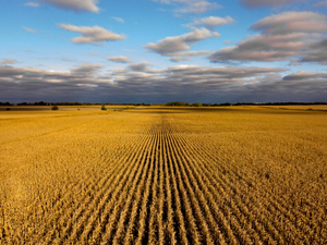 Bayer promises to suspend ‘unfair provisions’ in seed contracts for several years