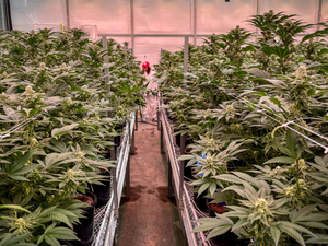 Missouri cannabis regulators recall pre-rolled joints after mold found in testing 