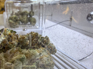 State asks Missouri Supreme Court to block award of 13 marijuana licenses