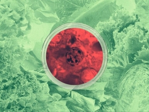 Vast produce supply chain complicates tracking cyclospora in Missouri and Kansas