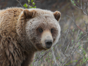 Grizzly bear euthanized near Augusta