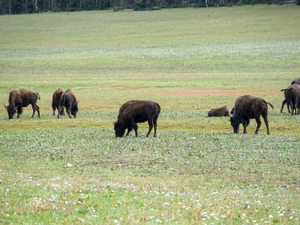 Judge denies feds’ request to pause bison plan lawsuit