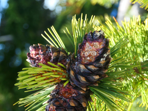 Lawsuit claims Forest Service project will harm whitebark pine near Yellowstone