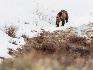 Biologists set to begin 2026 Yellowstone grizzly bear captures