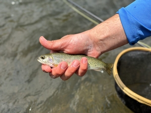FWP increases fishing restrictions, closures on Wednesday