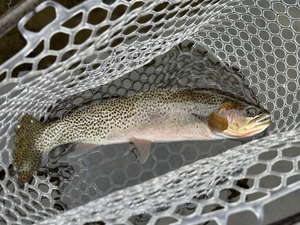 FWP adds fishing restrictions to Bitterroot River