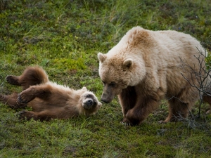 FWP kills two grizzly bears near Lincoln following conflicts