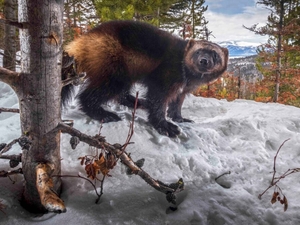 Recreation versus extinction