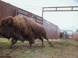 Court says American Prairie bison can stay for now