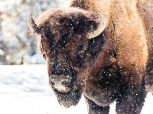 Montana moves to dismiss lawsuit against Yellowstone National Park bison plan
