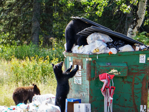 Montana FWP euthanizes black bear that entered tent