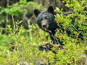 Fish, Wildlife and Parks euthanizes 14 black bears after finding them ‘extremely food conditioned’