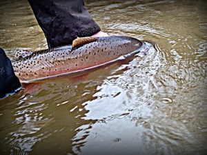 Yellowstone Park to conduct invasive species removal to preserve cutthroat trout
