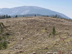 The latest ‘sustained yield’ scam will devastate Montana’s national forests