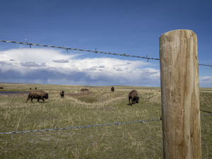 Two lawsuits challenge federal ban on bison grazing in Montana