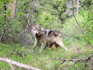 Deficient data means Montana FWP should stop wolf hunting