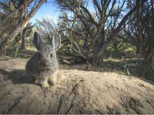 Conservation group sues over ESA protections for pygmy rabbit