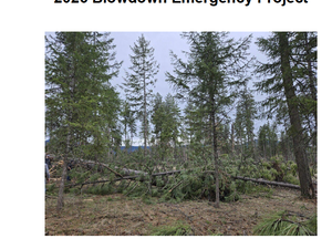 The ‘unintended consequences’ from massive deforestation projects continue to mount