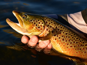 Non-native brown trout found in Flathead watershed