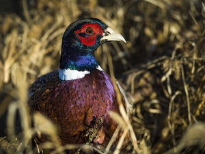 Montana wants to release 50,000 ‘pen pheasants’ per year. Most of them quickly die.