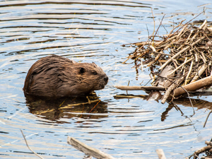 Glacier Park: Rare disease detected in beaver