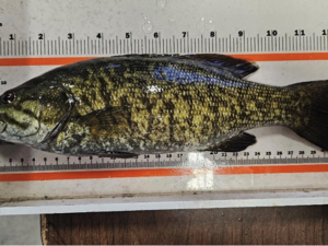 Montana FWP proposing to purge bass from Livingston lagoon