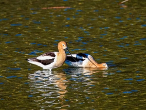 Henderson parks and recreation opportunities must be sustained  
