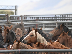 Activists renew call to end BLM helicopter  roundups following 11 horse deaths