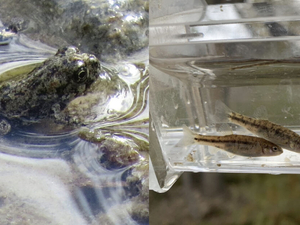 Conservation group sues feds for failing to protect rare Nevada toad and fish
