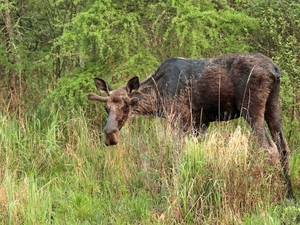 NH moose are under a tick attack. Could changing the way forests are logged help save them? 