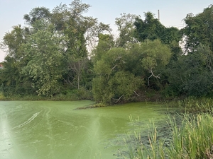 Cyanobacteria, and their toxins, are incredibly diverse. How can risk be measured? 