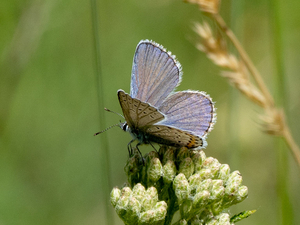As federal protections shrink, fate of NH wildlife increasingly in state lawmakers’ hands 