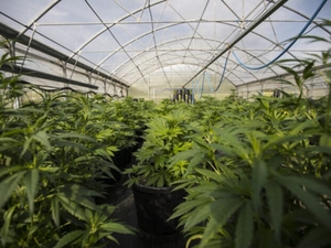 Ayotte vetoes bill to expand cultivation of medicinal marijuana