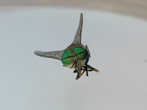 Marsh flies swarm your beach day? File a greenhead report.