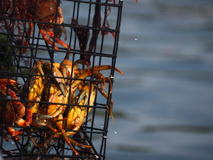 New faces cause a stir in the New Hampshire crustacean community