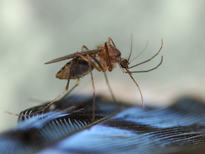 Mosquitos seem less active this year, but state still urges caution to avoid illness