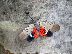 Emergency funding directed to quash spread of spotted lanternflies in New Hampshire