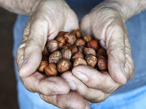 Farmers hope to make New Jersey the hazelnut capital of America